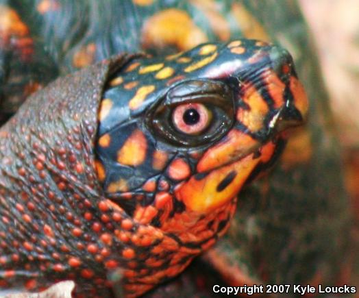 Eastern Box Turtle (Terrapene carolina carolina)