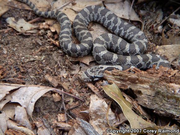 Western Foxsnake (Pantherophis vulpinus)