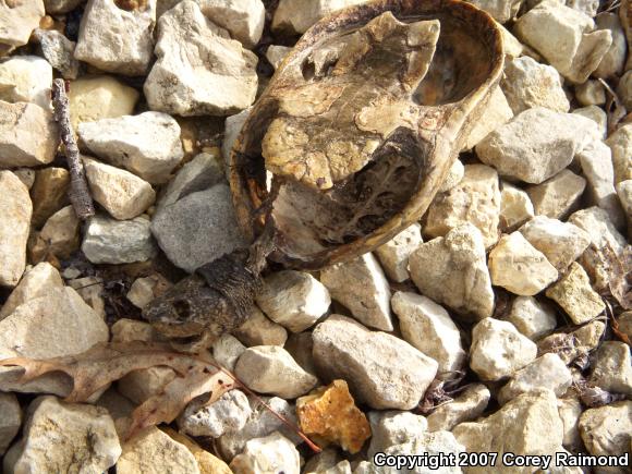 Eastern Musk Turtle (Sternotherus odoratus)