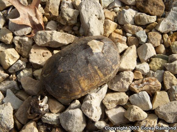 Eastern Musk Turtle (Sternotherus odoratus)