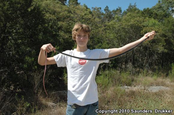 Central Texas Whipsnake (Coluber taeniatus girardi)