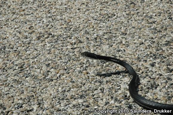 Central Texas Whipsnake (Coluber taeniatus girardi)