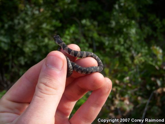 Northern Watersnake (Nerodia sipedon sipedon)