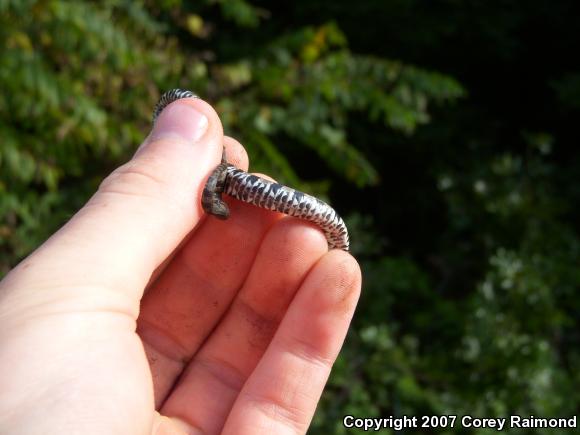 Northern Watersnake (Nerodia sipedon sipedon)