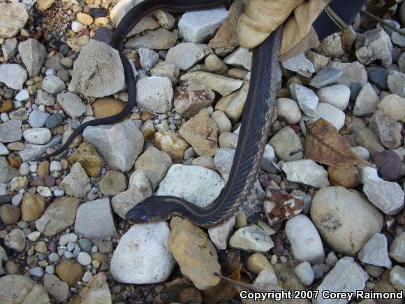 Eastern Gartersnake (Thamnophis sirtalis sirtalis)