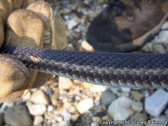 Eastern Gartersnake (Thamnophis sirtalis sirtalis)