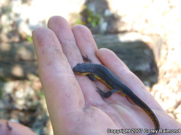 Central Newt (Notophthalmus viridescens louisianensis)