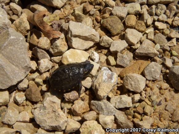 Eastern Musk Turtle (Sternotherus odoratus)