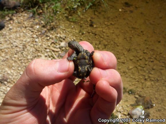 Eastern Musk Turtle (Sternotherus odoratus)