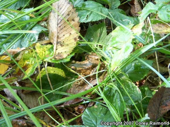 Northern Green Frog (Lithobates clamitans melanota)