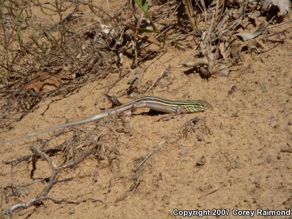 Prairie Racerunner (Aspidoscelis sexlineata viridis)