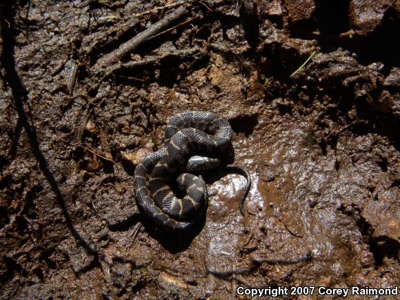 Northern Watersnake (Nerodia sipedon sipedon)