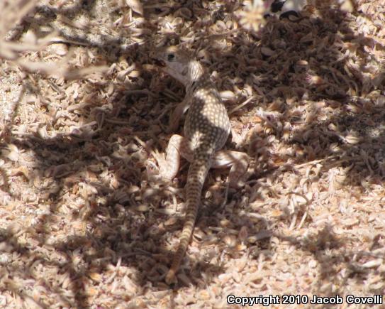 Desert Iguana (Dipsosaurus dorsalis)