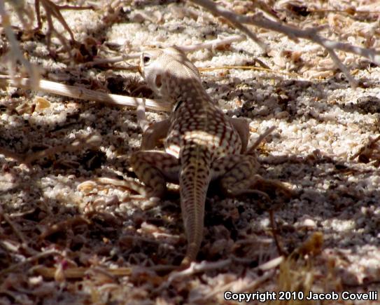 Desert Iguana (Dipsosaurus dorsalis)