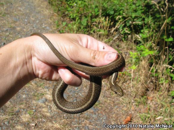 Northwestern Gartersnake (Thamnophis ordinoides)