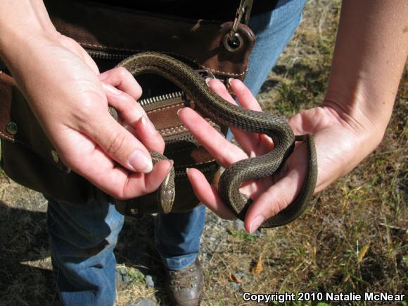 Northwestern Gartersnake (Thamnophis ordinoides)