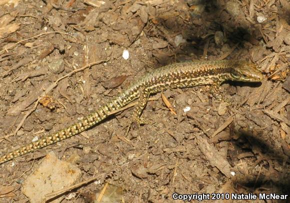 Common Wall Lizard (Podarcis muralis)