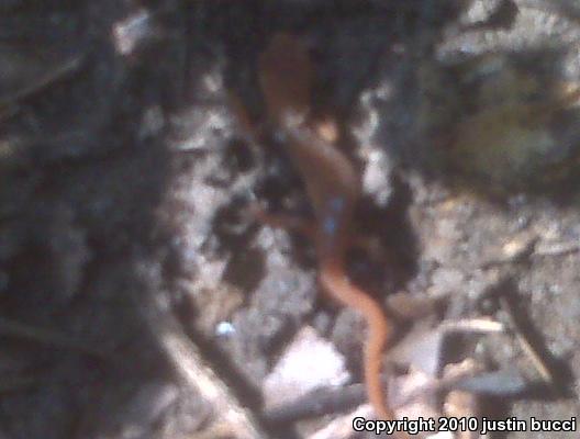 Eastern Newt (Notophthalmus viridescens)