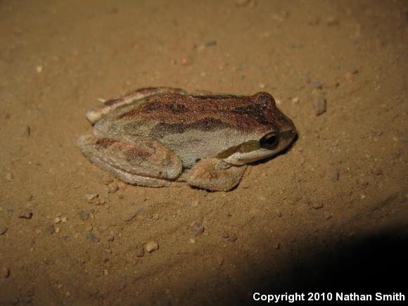 Baja California Treefrog (Pseudacris hypochondriaca)