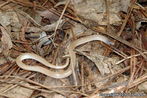 Flat-headed Snake (Tantilla gracilis)