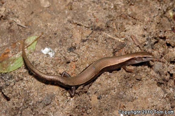 Little Brown Skink (Scincella lateralis)