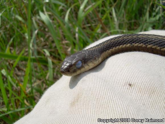 Common Gartersnake (Thamnophis sirtalis)