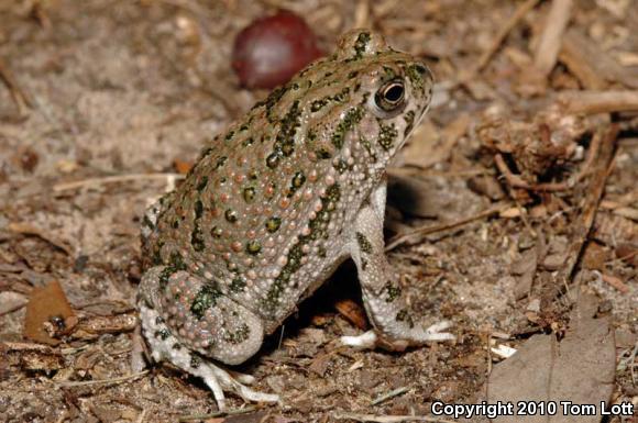 Texas Toad (Anaxyrus speciosus)