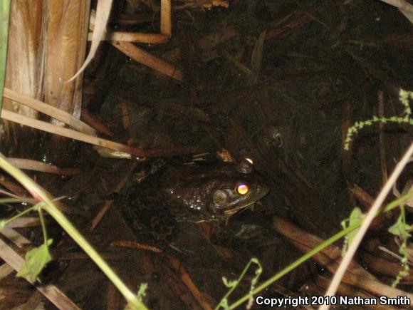 American Bullfrog (Lithobates catesbeianus)