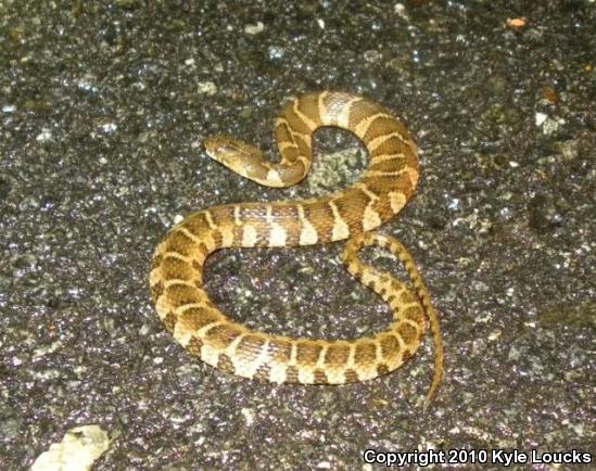 Northern Watersnake (Nerodia sipedon sipedon)