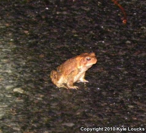 Eastern American Toad (Anaxyrus americanus americanus)