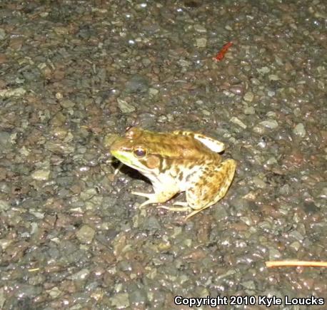 Northern Green Frog (Lithobates clamitans melanota)