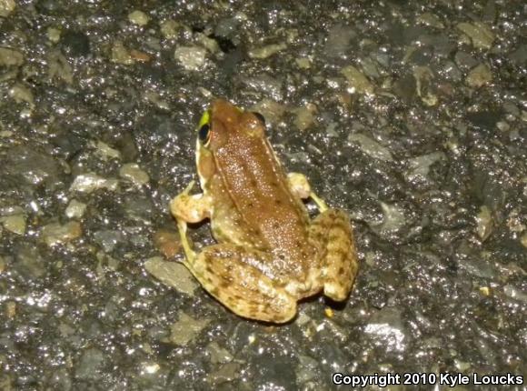 Northern Green Frog (Lithobates clamitans melanota)