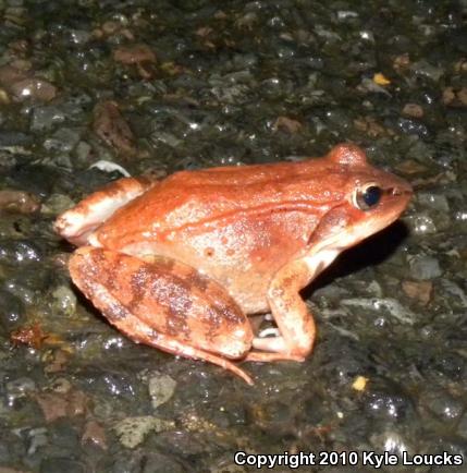 Wood Frog (Lithobates sylvaticus)