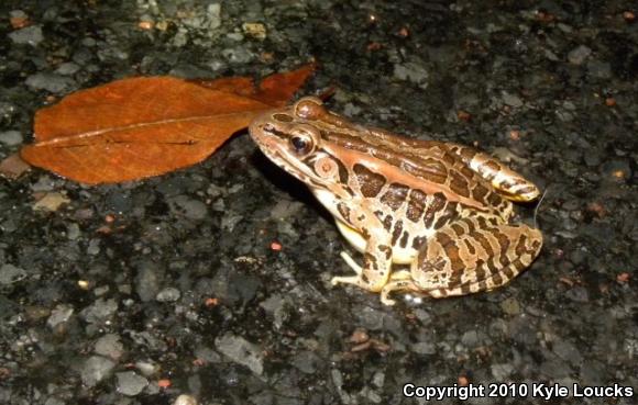 Pickerel Frog (Lithobates palustris)