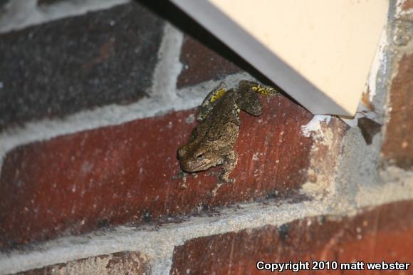 Gray Treefrog (Hyla versicolor)