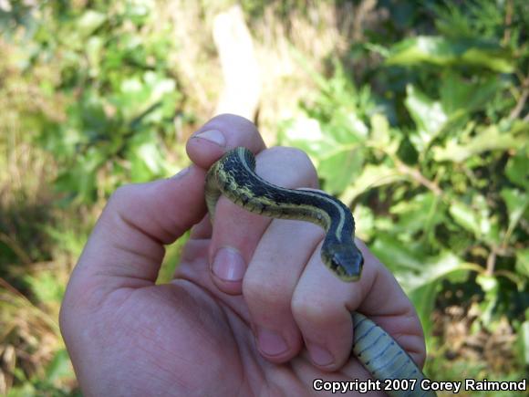 Common Gartersnake (Thamnophis sirtalis)