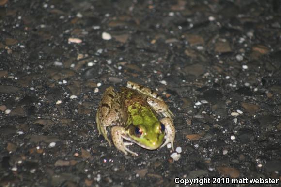 Northern Green Frog (Lithobates clamitans melanota)