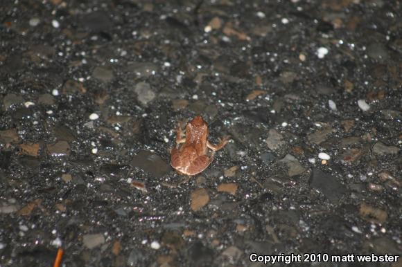 Spring Peeper (Pseudacris crucifer)