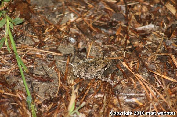 Gray Treefrog (Hyla versicolor)