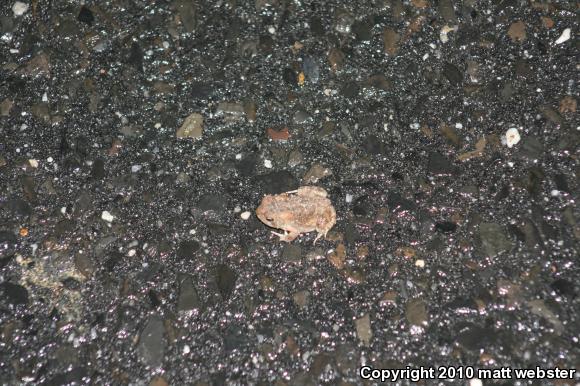 Fowler's Toad (Anaxyrus fowleri)