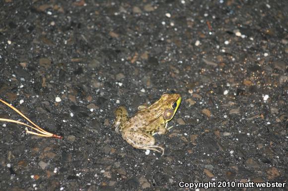 Northern Green Frog (Lithobates clamitans melanota)