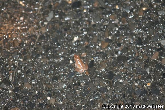 Spring Peeper (Pseudacris crucifer)