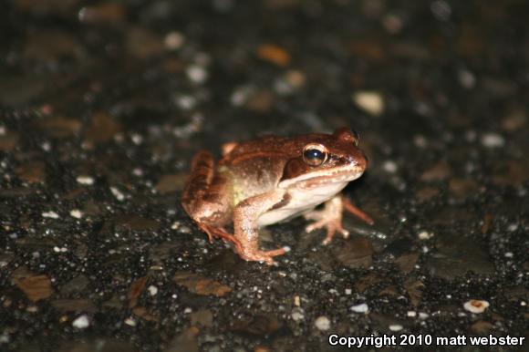 Wood Frog (Lithobates sylvaticus)