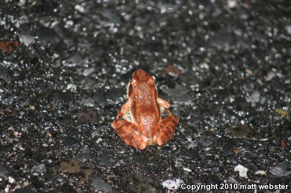 Wood Frog (Lithobates sylvaticus)