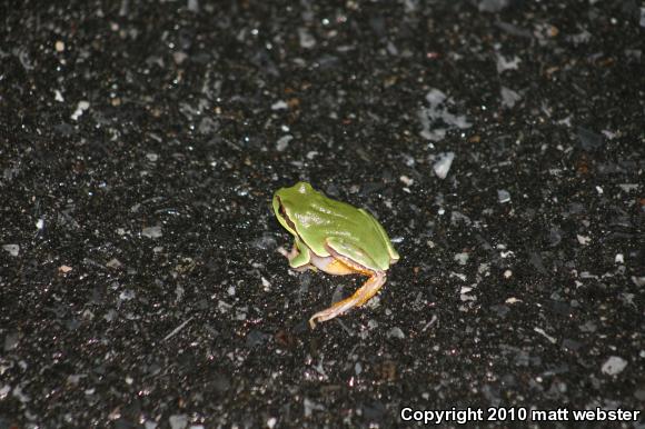 Pine Barrens Treefrog (Hyla andersonii)