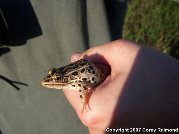 Northern Leopard Frog (Lithobates pipiens)