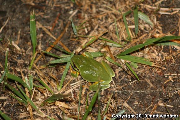 Pine Barrens Treefrog (Hyla andersonii)