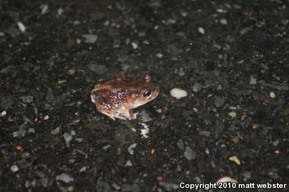 Eastern Spadefoot (Scaphiopus holbrookii)