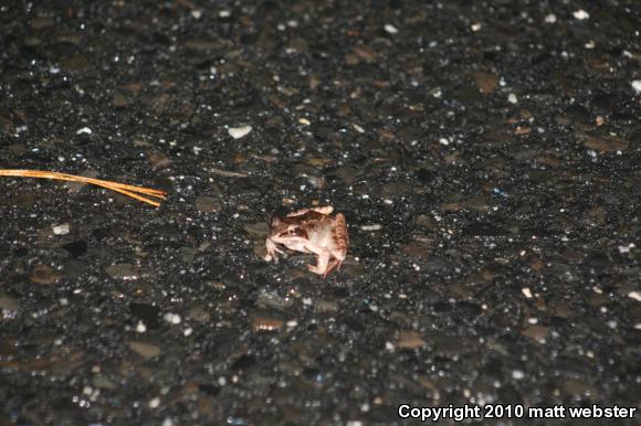 Wood Frog (Lithobates sylvaticus)