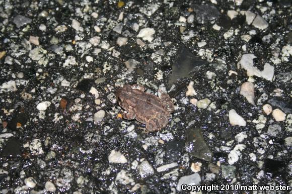 Fowler's Toad (Anaxyrus fowleri)